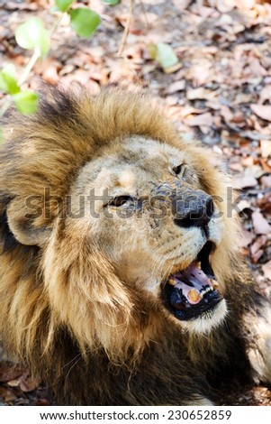 Portrait of Lion with open mouth shoving big teeth. Zimbabe, Livingstone