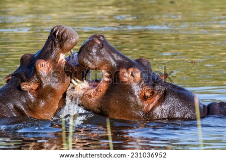 Two young male hippopotamus Hippopotamus amphibius, rehearse fray and figting with open mouth and showing tusk. National Park Okawango, Botswana, wildlife photography