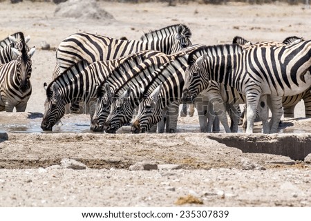Zebra drinking on waterhole. Etosha national Park, Ombika, Kunene, Namibia. True wildlife photography
