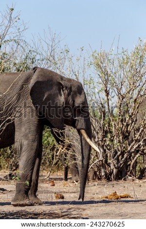 Portrait of African Elephant in Chobe National Park, Botswana. True wildlife photography