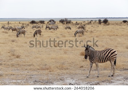 Zebra in african bush. Etosha national Park, Ombika, Kunene, Namibia. True wildlife photography
