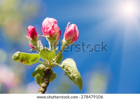 apple bud on tree in spring with shallow focus