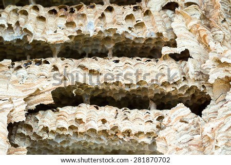 Close up of empty Wasp nest background or backdrop