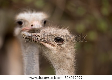 Ostrich, Struthio camelus in Kalahari, South Africa, true wildlife photography