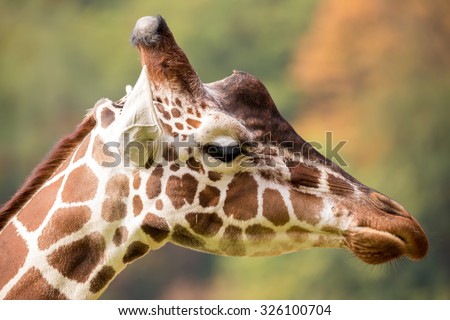 Close up photo of young cute giraffe grazing, Giraffa camelopardalis reticulata