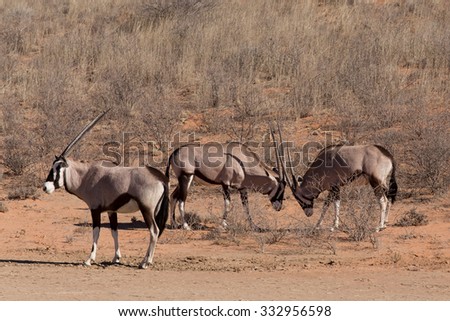 fight between two male Gemsbok, Oryx gazella,dominant Gemsbok antelope in the park, Kalahari, South Africa