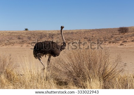 Ostrich, Struthio camelus in Kgalagadi, South Africa, true wildlife photography