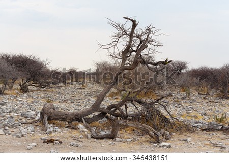 landscape namibia game reserve, Etosha, national, Park, Ombika, Kunene, Namibia