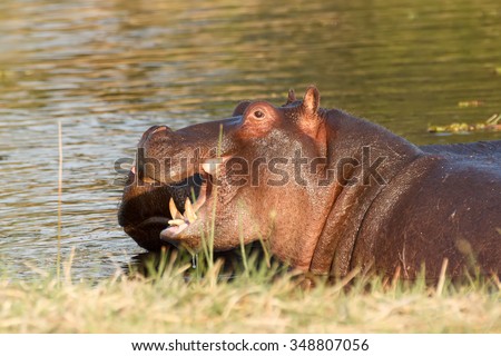 Two young male hippopotamus Hippopotamus amphibius, rehearse fray and figting with open mouth and showing tusk. National Park Moremi, Okawango delta, Botswana