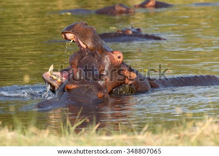 Two young male hippopotamus Hippopotamus amphibius, rehearse fray and figting with open mouth and showing tusk. National Park Moremi, Okawango delta, Botswana
