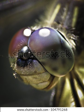 Dragon fly face close-up