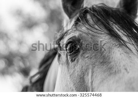 A close up landscape black and white image of the eye, head, and shoulders of a palomino horse