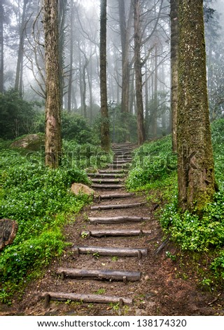 Forest misty stairs