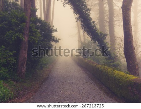 Road through a golden forest with fog and warm light