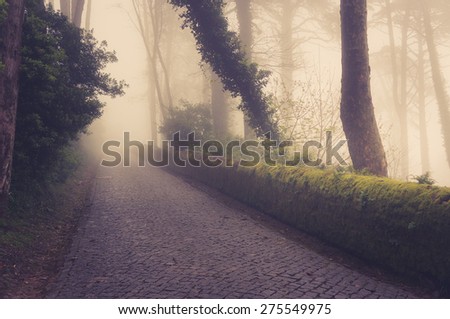 Road through a golden forest with fog and warm light.