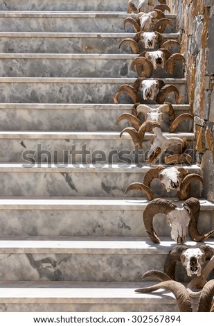 Goat skull on a stone stairs.