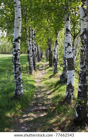 path in the woods among birches