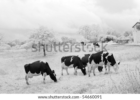 Grazing cows in England - infra red