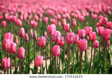 Pink tulips in Mount Vernon WA in the spring/Pink Tulips/Tulips for Spring