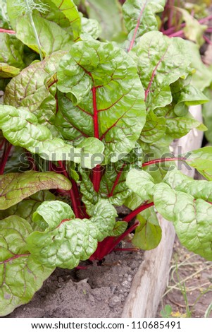 Overhead view of fresh beet plants with red-veined leaves growing in a market garden plot