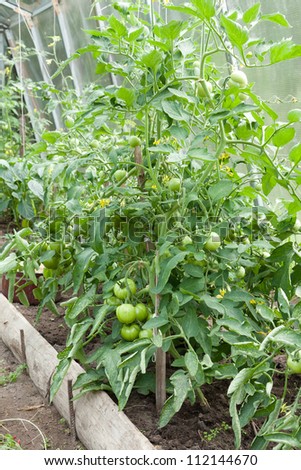 Tomato plants with immature young green tomatoes growing in a home veggie plot