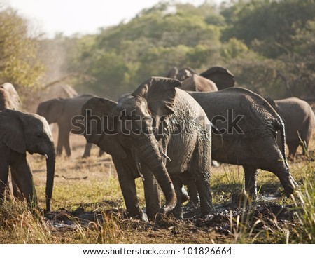 An African elephant herd (loxodonta africana) in a mud bath. Elephants like to wallow in mud as a way of cooling off. This particular group was moving through the area quickly on the way to breakfast.