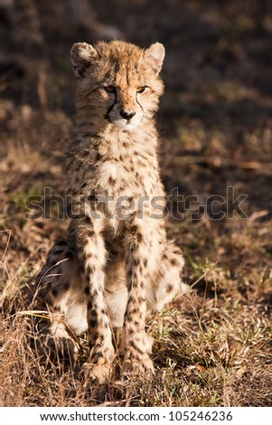 The cheetah (acinonyx jubatus) is a member of the cat family (felidae). as the fastest land mammal, it is unique in its speed, yet lacks climbing abilities.