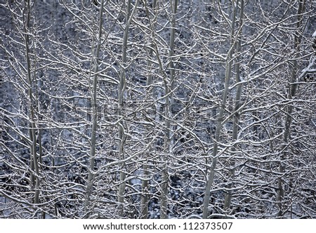 A nature abstract showing sunlight reflecting off snow covered branches of aspen trees in a winter landscape near Snowmass, Colorado.