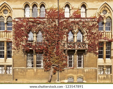 An ivy plant grows up the wall of one of the walls of Christ Church College in Oxford, England. The leaves of the vine have turned red with the onset of autumn.