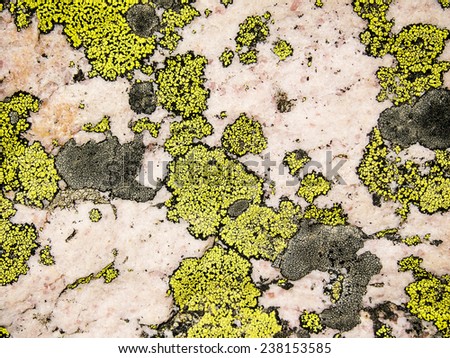 A nature abstract of bright yellow lichen on a rose quartz background as seen near Sentinel Pass in Banff National Park.