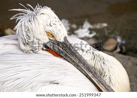 A pelican rests its long beak to rest as it stares at the scenery through one eye.