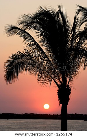Puerto Vallarta Sunset with Palm Tree