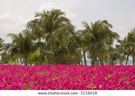 A view of palm trees and a mass of bright pink tropical flowers with the beach and ocean in the background.