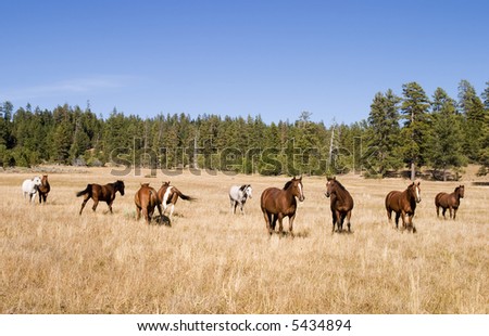 _Land Of The Wild Mustanges_ *Graceful and Beautiful* Stock-photo-a-herd-of-wild-horses-in-a-grass-meadow-in-central-oregon-these-horses-are-on-forest-service-land-5434894