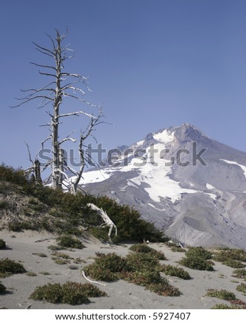 Alpine View of Mt. Hood. A view looking up towards the summit of Mount Hood in Oregon shows the desolate outlook for plants at high altitudes.