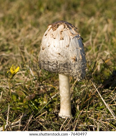 Skin Mushroom