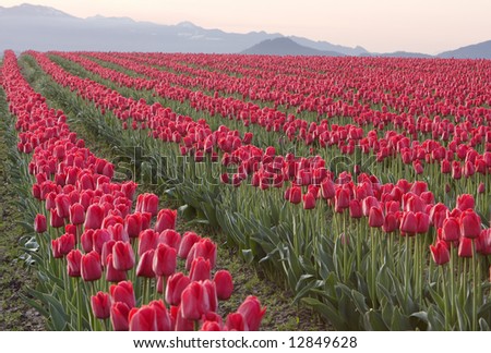 Rows of red tulips (liliaceae tulipa) in a field during the annual Skagit Valley tulip festival which takes place in the spring.