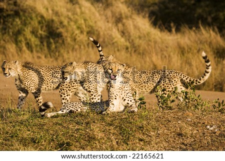 Four cheetah cubs seen playing while on safari in the Phinda Game Reserve. The cheetah (acinonyx jubatus) is a member of the cat family. It is the fastest land mammal.