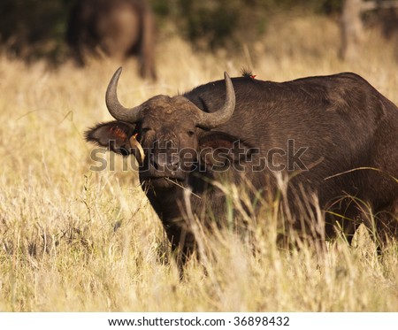 A Cape Buffalo (syncerus caffer) getting an eye cleaning from an African Oxpecker (buphagus africanus). African Buffalo and oxpeckers live in symbiosis.