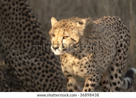 Young cheetah cub illuminated by sunlight shows glowing orange eyes. The cheetah (acinonyx jubatus) is a member of the cat family (felidae). It is the fastest land mammal.