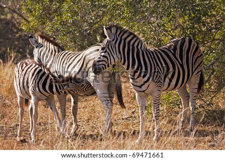 Zebras (equus quagga) are odd-toed ungulates of the Equidae family native to Africa. They have white and black stripes that come in unique, different patterns as well as erect, mohawk-like manes.
