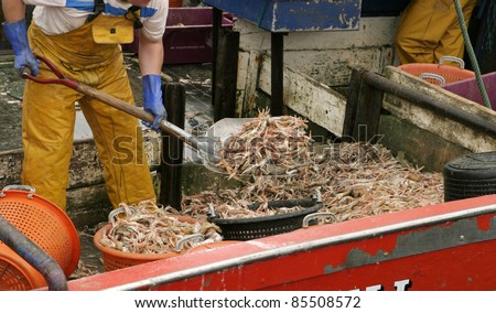 A shrimper shovelling a load of shrimp into red buckets in order to carry them from the hold to the sorting table.