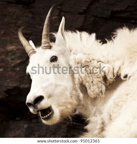 A nanny Rocky mountain goat (oreamnos americanus) looks alarmed. Sometimes called the Rocky Mountain ghost, this large-hoofed mammal found in North America lives at high elevations.