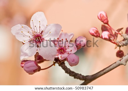 Flower and fruit