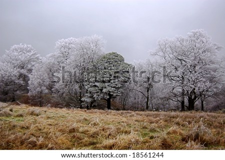 Iced trees at the edge of a forest on a winters morning