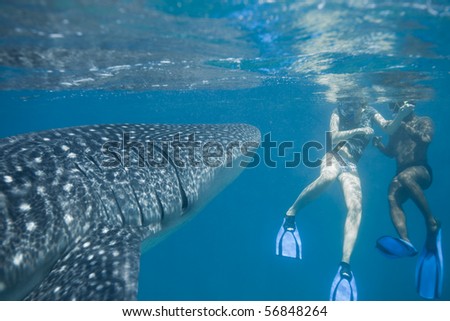 Respect for a whale shark