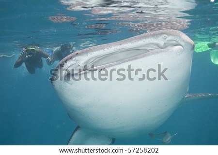 Mouth of a giant whale shark