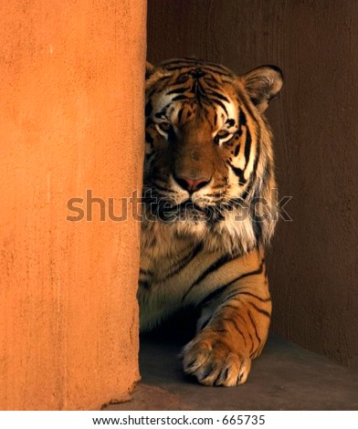 Bengal tiger laying down behind a wall