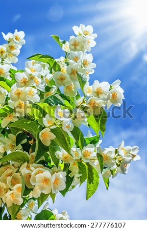 Jasmine flower growing in garden with sun rays and blue sky