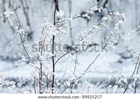 Ice covered flower in a forest